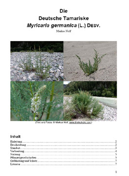 report on myricaria germanica (german tamarisk, deutsche tamariske)