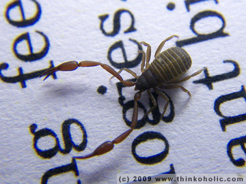 book scorpion (chelifer cancroides)