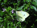 cabbage white butterfly (pieris brassicae)