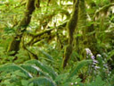 hoh rain forest