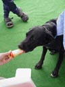 scully&icecream. 2004-07-17, Sony Cybershot DSC-F717.