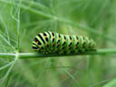 swallowtail caterpillar (papilio machaon). 2004-08-19, Sony Cybershot DSC-F717.