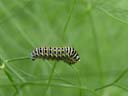young swallowtail caterpillar (papilio machaon). 2004-08-19, Sony Cybershot DSC-F717.