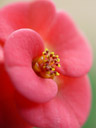 crown of thorns bloom (euphorbia milii). 2005-01-22, Sony Cybershot DSC-F717.