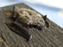 weißrandfledermaus (pipistrellus kuhlii), jungtier || foto details: 2005-08-14, rum, austria, Sony Cybershot DSC-F717.