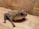 zwergfledermaus (pipistrellus pipistrellus), jungtier || foto details: 2005-08-14, rum, austria, Sony Cybershot DSC-F717.