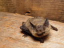 zwergfledermaus (pipistrellus pipistrellus), jungtier || foto details: 2005-08-14, rum, austria, Sony Cybershot DSC-F717.