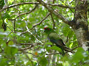 kakariki, red-crowned parakeet (cyanoramphus novaezelandiae). 2005-12-15, Sony Cybershot DSC-F717.