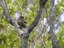 new zealand bellbird (anthornis melanura), female. 2005-12-19, Sony Cybershot DSC-F717.