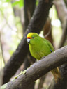 kakariki, yellow-crowned parakeet (cyanoramphus auriceps). 2005-12-21, Sony Cybershot DSC-F717.