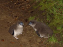 juvenile little penguins (eudyptula minor), about to moult. 2005-12-27, Sony Cybershot DSC-F717.