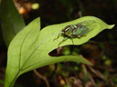 cicada (auchenorrhyncha). 2005-12-27, Sony Cybershot DSC-F717.