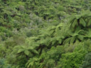 tree ferns in the waimangu volcanic valley