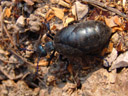 weibl. schwarzblauer ölkäfer (meloe proscarabaeus) || foto details: 2006-04-07, innsbruck / austria, Sony Cybershot DSC-F828. keywords: blister beetle