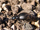 männl. schwarzblauer ölkäfer (meloe proscarabaeus) || foto details: 2006-04-08, rum, austria, Sony Cybershot DSC-F828. keywords: blister beetle