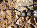 kopf eines männl. schwarzblauen ölkäfers (meloe proscarabaeus) || foto details: 2006-04-08, rum, austria, Sony Cybershot DSC-F828. keywords: blister beetle