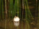 male european green toad (bufo viridis) calling, with an inflated vocal sac. 2006-05-15, Sony Cybershot DSC-F828.