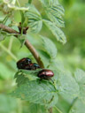 garden chafers (phyllopertha horticola) mating. 2007-06-08, Sony F828.