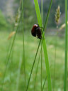 garden chafers (phyllopertha horticola) mating. 2007-06-08, Sony F828.