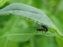 houseflies (musa domestica) mating. 2007-06-13, Sony F828. keywords: housefly, stubenfliege, 