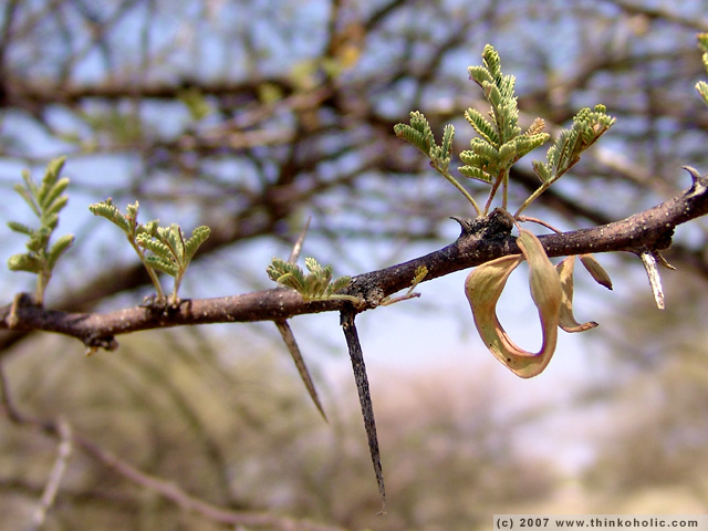 fotogalerie windhoek bis spitzkoppe die botanische