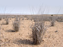 parched. 2007-09-02, Sony F828. keywords: sere, sear, parched, desiccated, grass, vertrocknet, ausgetrocknet, gras, wüste, savanne, steppe, desert, savannah