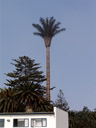 a cell phone tower camouflaged as a palm tree. 2007-09-02, Sony F828.