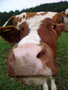 cow close-up, fuschl