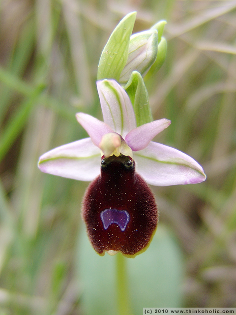 bertoloni's bee orchid (<i>ophrys bertolonii ssp. benacensis</i>)