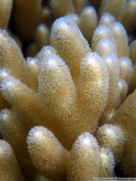 coral closeup, showing the tiny polyps that form entire reefs.