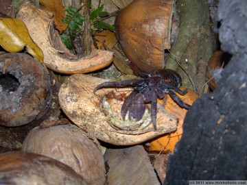 coconut crabs or palm thiefs (birgus latro, this one's a small exemplar) are the largest living species of land arthropod in the world.