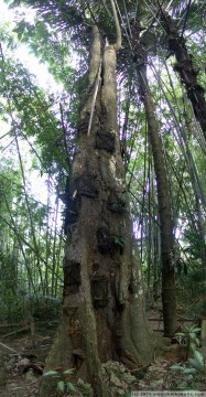 panorama: objek wisata, a torajan baby grave tree in kambira (tana toraja, sulawesi)