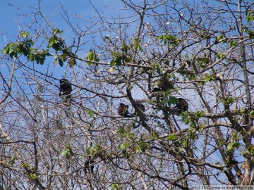 mantled howler monkeys (alouatta palliata) in a pochote tree (pachira quinata)