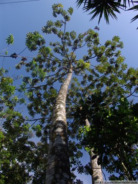 guarumo (cecropia obtusifolia), a tree with symbiotic azteca ants