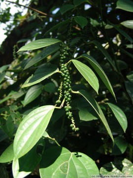 black pepper (piper nigrum)