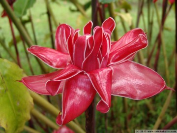 zingiber sp., flower