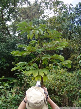 a young guarumo tree (cecropia obtusifolia)