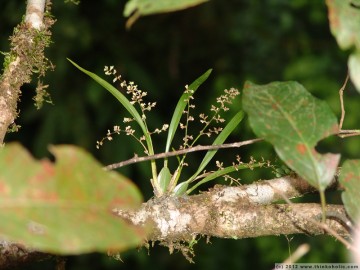 a micro-orchid (?) in the canopy