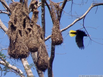 montezuma oropendola (psarocolius montezuma) and woven hanging nests