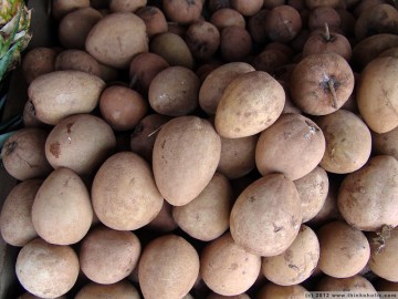 tropical fruit: sapodilla, bully tree fruit (manilkara zapota)