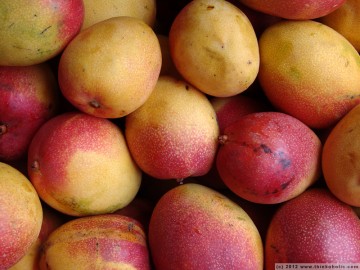 tropical fruit: yellow-red mangos (mangifera indica)