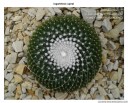 fibonacci spiral cactus