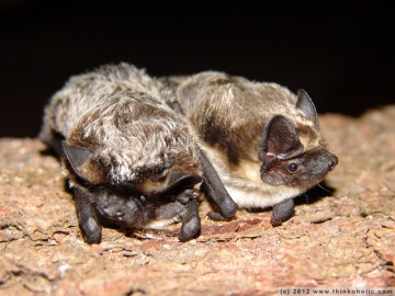 vespertilio murinus (en: parti-coloured bat, rearmouse, de: zweifarbfledermaus, fr: sérotine bicolore)