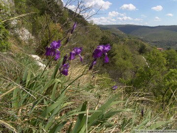 iris illyricus in its natural habitat