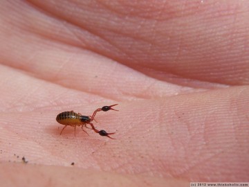 book scorpion (pseudoscorpiones)