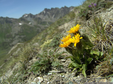 crepis rhaetica, extremely rare in austria