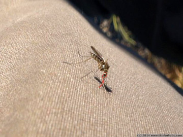 is armadillo fabric really mosquito proof? (mosquito head and proboscis outlined in red)