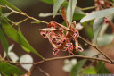 tasmanian blackwood seeds (acacia melanoxylon)