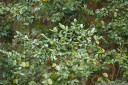 southern sassafrass (atherospermum moschatum)