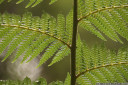 soft tree fern (dicksonia antarctica), frond detail